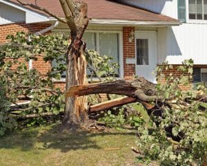 protect your home from wind damage by maintaining trees on the property