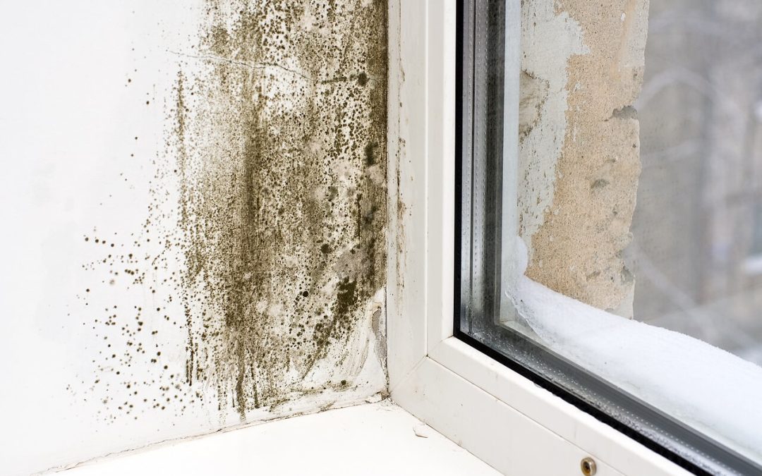 4 Common Causes of Mold Growth